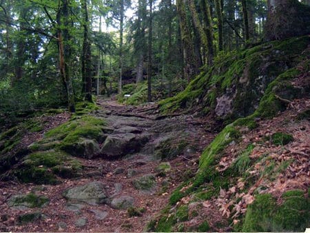 Six jours par semaine, Emma parcourait les pentes boisées des Vosges pour se rendre sur son lieu de travail, ne rentrant qu'à la nuit tombée.
