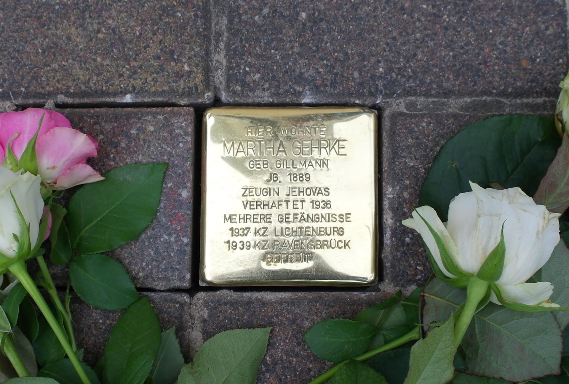 Nahaufnahme eines frisch verlegten, goldglänzenden Stolpersteins im Pflaster des Bornbruchwegs 3 in Ueckermünde. Die Inschrift lautet: „HIER WOHNTE MARTHA GEHRKE GEB. GILLMANN JG. 1889 ZEUGIN JEHOVAS VERHAFTET 1936 MEHRERE GEFÄNGNISSE 1937 KZ LICHTENBURG 1939 KZ RAVENSBRÜCK BEFREIT". Links und rechts neben dem Stein liegen zur Einweihung am 19. Mai 2026 niedergelegte rosa und weiße Rosen mit grünen Blättern auf dem dunklen Kopfsteinpflaster.